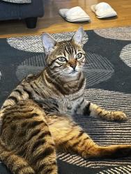 Lost Female Cat last seen Near constitution hill, West Midlands, England B19 3LY