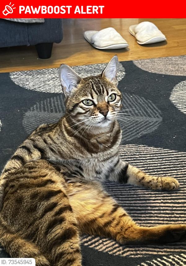 Lost Female Cat last seen Near constitution hill, West Midlands, England B19 3LY