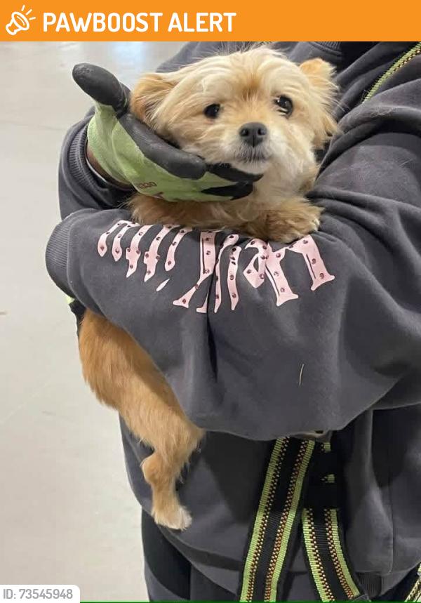Found/Stray Female Dog last seen Maxone, Woodbridge Township, NJ 07064