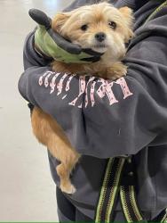 Found/Stray Female Dog last seen Maxone, Woodbridge Township, NJ 07064