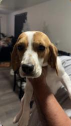 Reunited Female Dog last seen Lyon and Ramona, San Jacinto, CA 92582