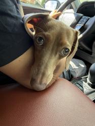 Reunited Female Dog last seen Near Wedgeworth Dr, Hacienda Heights, CA 91745, USA, La Puente, CA 91745