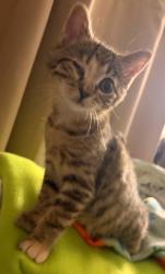 Shelter Stray Female Cat last seen , 22415 Groesbeck Hwy, Warren, MI 48089, USA