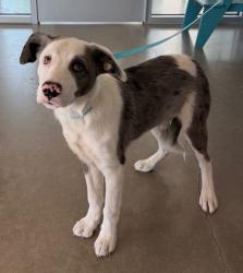 Shelter Stray Male Dog last seen Midwest City, 8485 E Reno Ave, Midwest City, OK 73110, USA