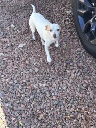 Reunited Unknown Dog last seen Barrington bridge Ave. court area, Las Vegas, NV 89122