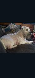 Reunited Male Dog last seen Who Dat Rd, Thonotosassa, FL 33527