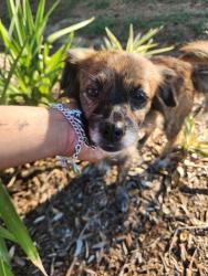 Found/Stray Female Dog last seen Dayflower, Harris County, TX 77449