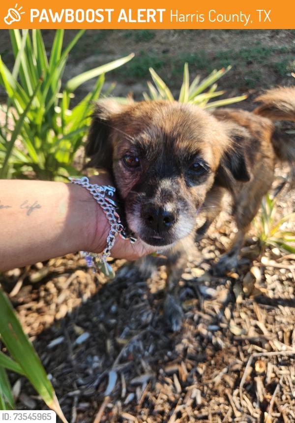 Found/Stray Female Dog last seen Dayflower, Harris County, TX 77449