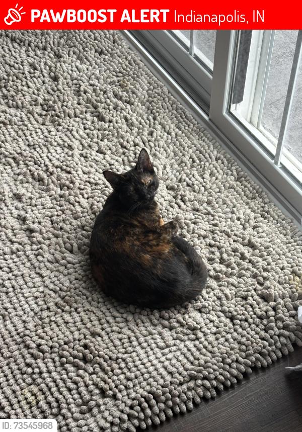 Lost Female Cat last seen Southport Rd. and five points, Indianapolis, IN 46259