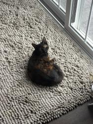 Lost Female Cat last seen Southport Rd. and five points, Indianapolis, IN 46259