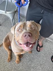 Reunited Male Dog last seen Near el Centro td, Sacramento, CA 95834