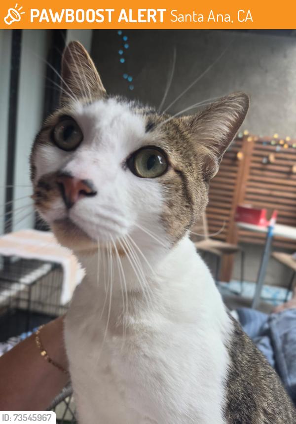 Found/Stray Male Cat last seen PARKCENTER AND FRUIT ST, Santa Ana, CA 92705