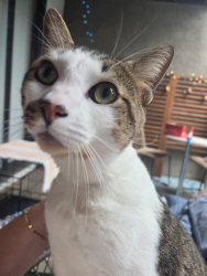 Found/Stray Male Cat last seen PARKCENTER AND FRUIT ST, Santa Ana, CA 92705
