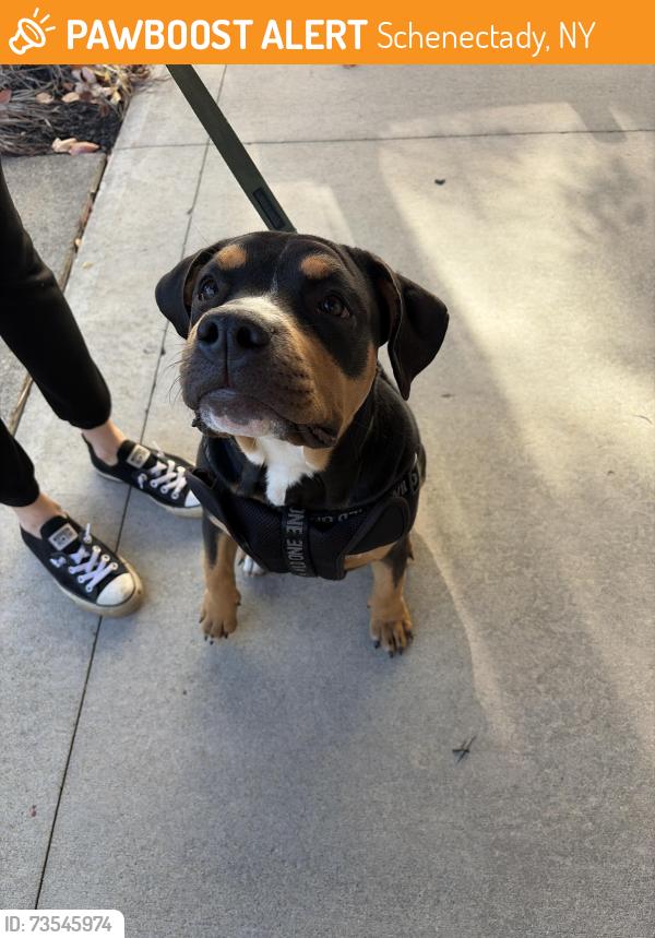 Found/Stray Female Dog last seen Starr Ave and Balltown rd, Schenectady, NY 12304