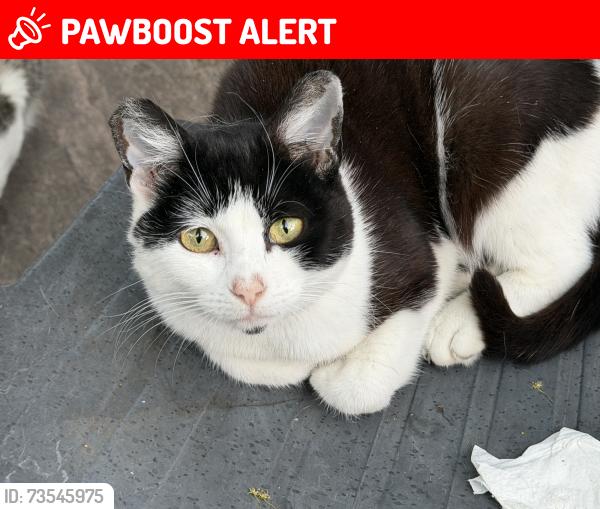 Lost Female Cat last seen Society street, Normanton, England 