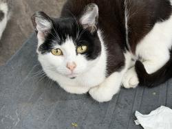 Lost Female Cat last seen Society street, Normanton, England 