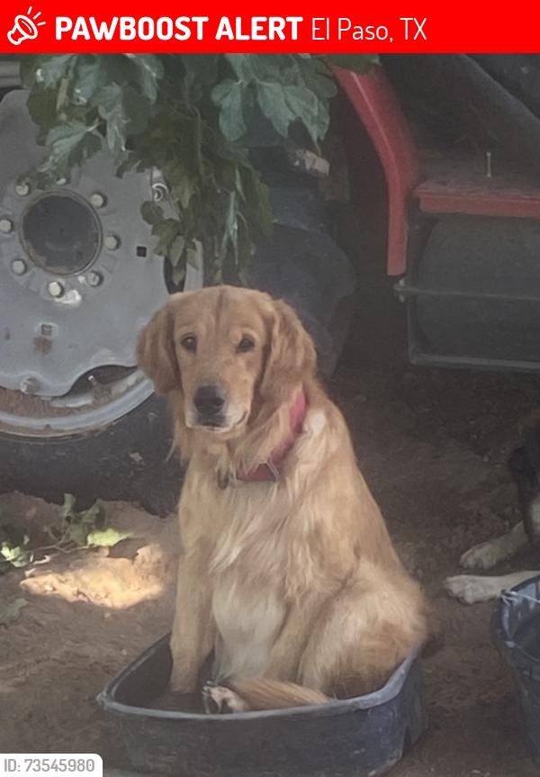 Lost Male Dog last seen Near Ascension street/ main road, El Paso, TX 79928