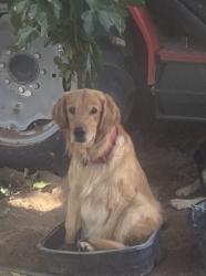 Lost Male Dog last seen Near Ascension street/ main road, El Paso, TX 79928