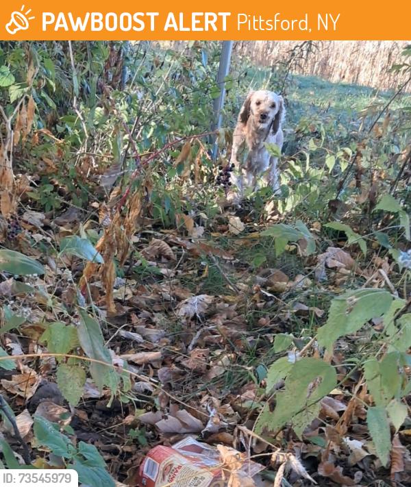 Found/Stray Unknown Dog last seen Wood Creek Dr. off Pittsford Palmyra Rd., Pittsford, NY 14534