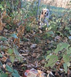 Found/Stray Unknown Dog last seen Wood Creek Dr. off Pittsford Palmyra Rd., Pittsford, NY 14534