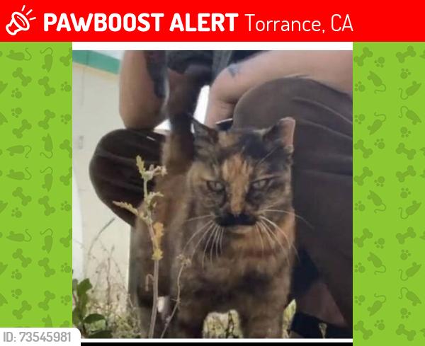 Lost Female Cat last seen Marcelina and Cravens Ave in Downtown Old Torrance, Torrance, CA 90501