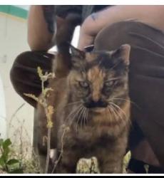 Lost Female Cat last seen Marcelina and Cravens Ave in Downtown Old Torrance, Torrance, CA 90501
