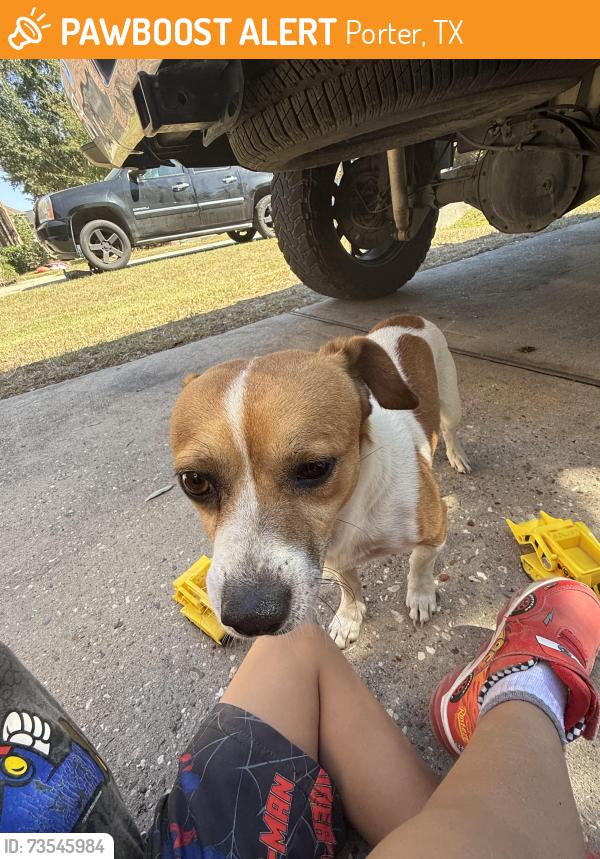 Found/Stray Unknown Dog last seen Sullivan Forest dr, Porter, TX 77365