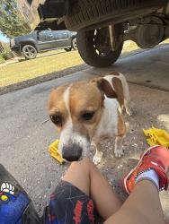 Found/Stray Unknown Dog last seen Sullivan Forest dr, Porter, TX 77365