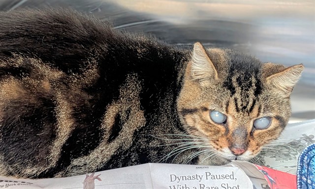 Shelter Stray Female Cat last seen Near BLOCK NW 99 WY, SUNRISE FL 33351, 2400 SW 42nd St, Fort Lauderdale, FL 33312, USA