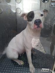 Shelter Stray Female Dog last seen Near BLOCK E DAYTON CIR, FORT LAUDERDALE FL 33312, 2400 SW 42nd St, Fort Lauderdale, FL 33312, USA
