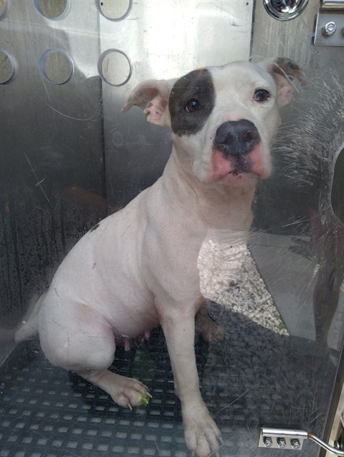 Shelter Stray Female Dog last seen Near BLOCK E DAYTON CIR, FORT LAUDERDALE FL 33312, 2400 SW 42nd St, Fort Lauderdale, FL 33312, USA