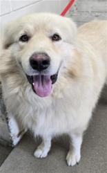 Shelter Stray Male Dog last seen CANYON CREST/WEEPING WILLOW, 333 Chandler Pl, San Bernardino, CA 92408, USA