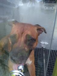 Shelter Stray Female Dog last seen Near BLOCK E DAYTON CIR, FORT LAUDERDALE FL 33312, 2400 SW 42nd St, Fort Lauderdale, FL 33312, USA