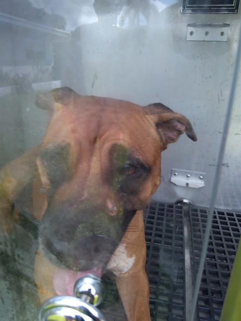 Shelter Stray Female Dog last seen Near BLOCK E DAYTON CIR, FORT LAUDERDALE FL 33312, 2400 SW 42nd St, Fort Lauderdale, FL 33312, USA