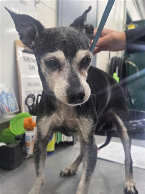 Shelter Stray Male Dog last seen MT VERNON AVE, 333 Chandler Pl, San Bernardino, CA 92408, USA