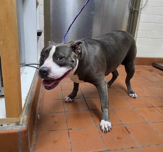 Shelter Stray Female Dog last seen , 600 Aviation Dr, Camarillo, CA 93010, USA
