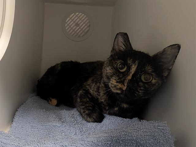 Shelter Stray Female Cat last seen Near BLOCK SE 273RD PL, KENT WA 98030, 21615 64th Ave S, Kent, WA 98032, USA