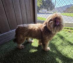 Shelter Stray Male Dog last seen , 600 Aviation Dr, Camarillo, CA 93010, USA