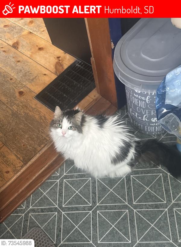 Lost Female Cat last seen 5th and Madison, Humboldt, Humboldt, SD 57035
