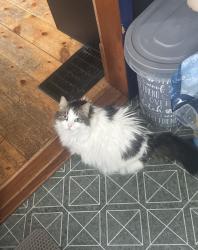 Lost Female Cat last seen 5th and Madison, Humboldt, Humboldt, SD 57035