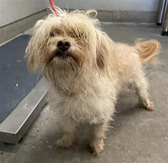 Shelter Stray Male Dog last seen , 600 Aviation Dr, Camarillo, CA 93010, USA