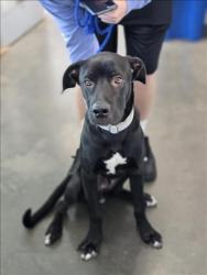 Shelter Stray Male Dog last seen , West Valley Animal Shelter, 20655 Plummer St, Chatsworth, CA 91311, USA
