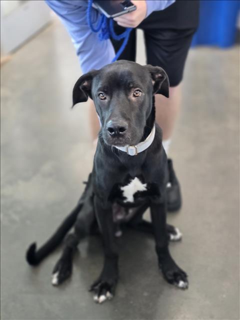 Shelter Stray Male Dog last seen , West Valley Animal Shelter, 20655 Plummer St, Chatsworth, CA 91311, USA