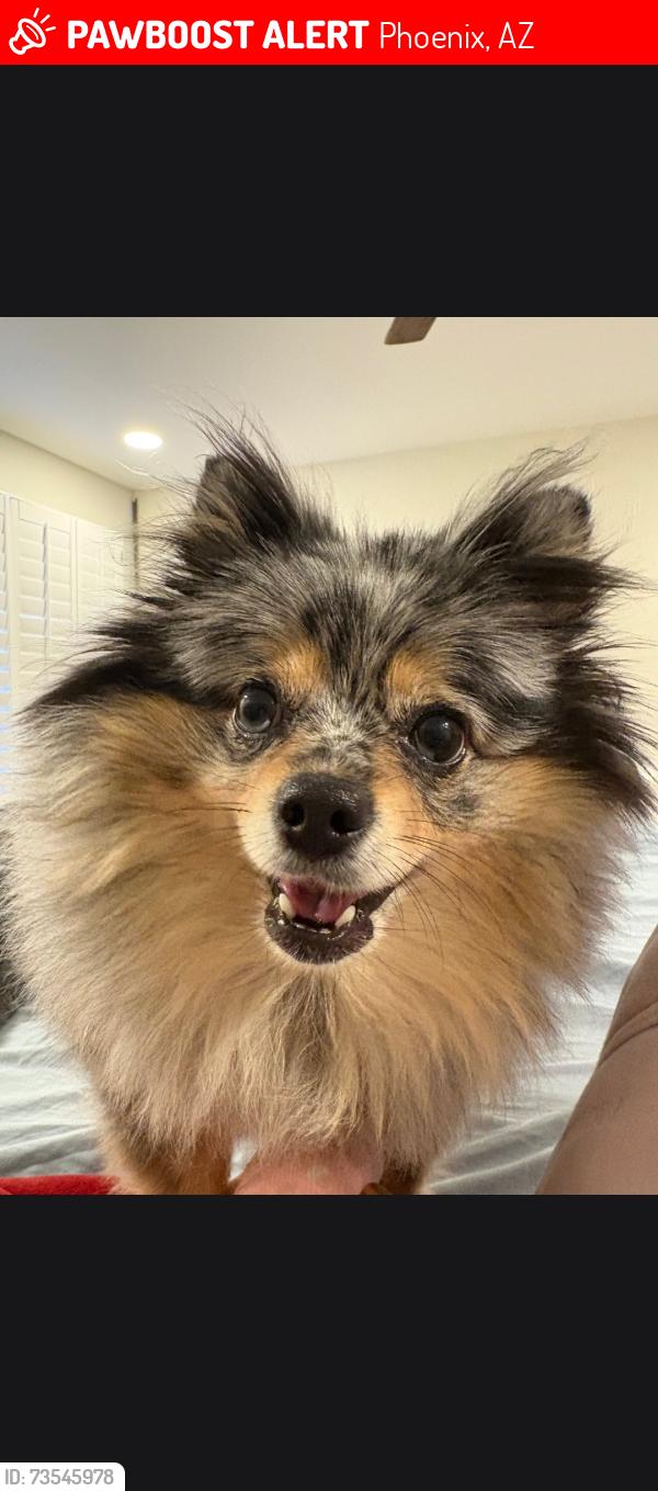Lost Female Dog last seen 51st Ave and happy valley, Phoenix, AZ 85083