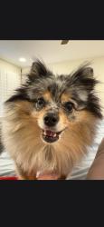 Lost Female Dog last seen 51st Ave and happy valley, Phoenix, AZ 85083