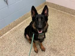 Shelter Stray Female Dog last seen Near BLOCK S SANTA FE AVE, FOUNTAIN CO 80817, 610 Abbot Ln, Colorado Springs, CO 80905, USA