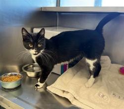 Shelter Stray Female Cat last seen CANTON, 350 S Huntington Ave, Jamaica Plain, MA 02130, USA