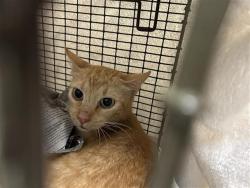 Shelter Stray Unknown Cat last seen , 4710 TX-151, San Antonio, TX 78227, USA