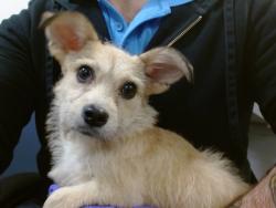 Shelter Stray Male Dog last seen Near BLOCK NE 12 ST, 3599 NW 79th Ave, Doral, FL 33122, USA
