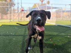 Shelter Stray Male Dog last seen , 3201 Lacy St, Los Angeles, CA 90031, USA